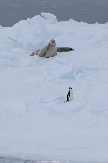 Una foca yace sobre un bloque de hielo blanco. Otra foca está detrás. Un pingüino blanco y negro se para en el hielo. Agua oscura de fondo
