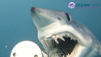 Das Bild des Mundes eines