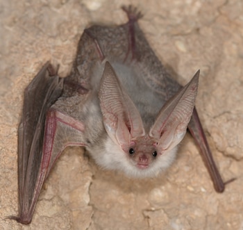Fotografiado vivo por primera vez un murciélago orejudo de Turkestán (Plecotus turkmenicus), que se creía extinto desde hace décadas. (Christian Dietz/Museo de Historia Natural de Berlín)