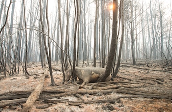 El incendio arrasó 11.970 hectáreas