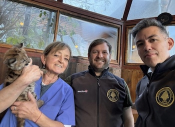 El contacto prolongado con humanos condicionó el desarrollo y la adaptación futura de la cachorra (Parque Nacional Nahuel Huapi)