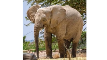 Elefantes africanos regresan al Parque de las Leyendas, el público podrá verlos tras un mes de cuarentena| Foto referencial: Africam Safari