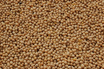 Estados Unidos y Argentina podrían