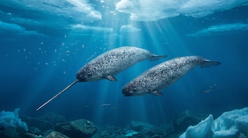 Dos narvales, uno con un largo colmillo y otro sin él, nadan bajo el agua azul con rayos de luz, hielo flotante en la superficie y rocas en el lecho marino.