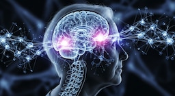 Identifican una proteína clave en el envejecimiento cerebral y la función de la memoria