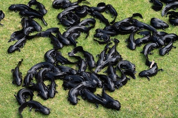 El estudio identifica una interacción