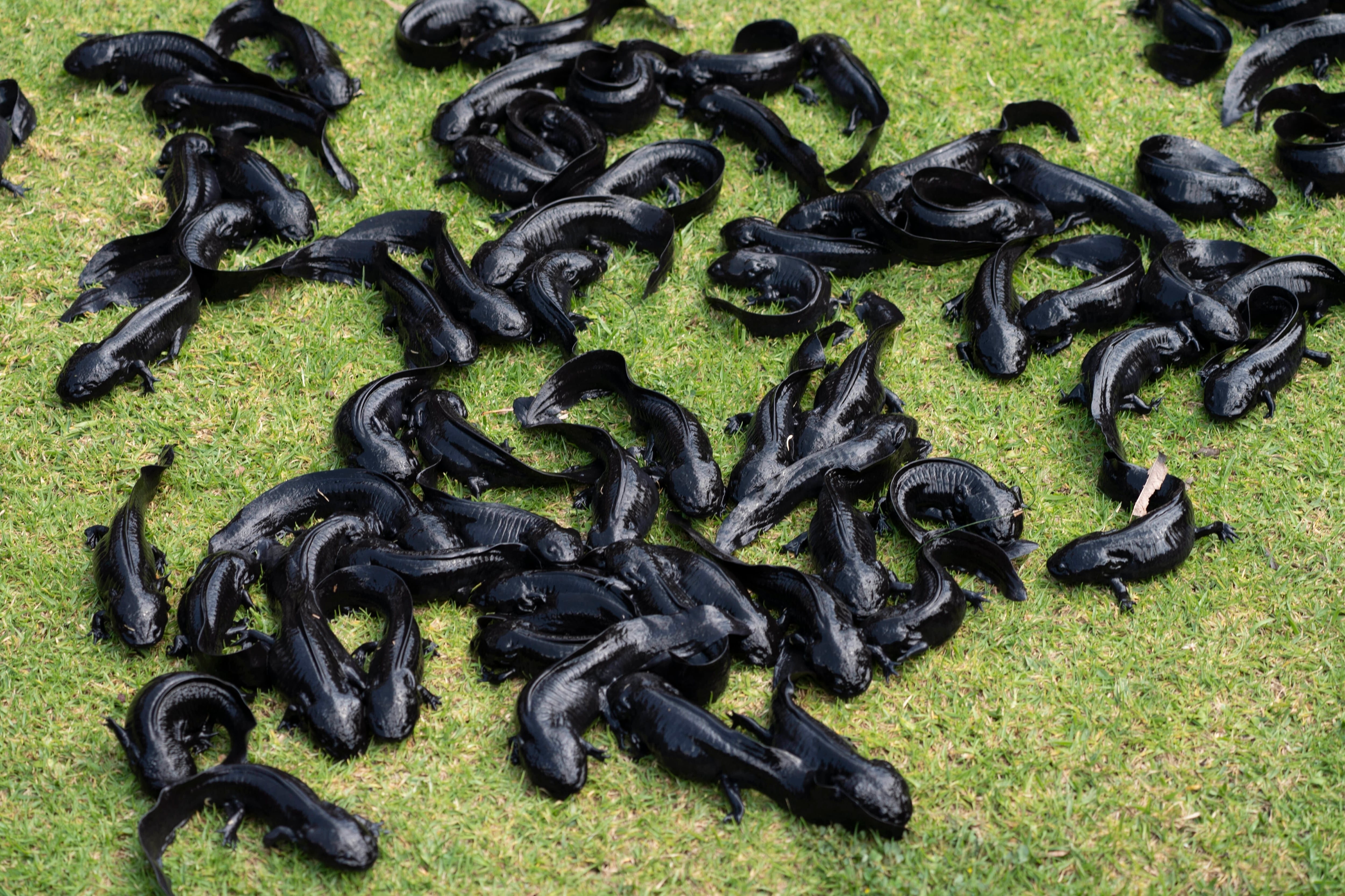 El estudio identifica una interacción cruzada de la MDK entre piel, fibroblastos y otras células, reforzando su papel en la regeneración del timo - (AP Foto/Marco Ugarte)