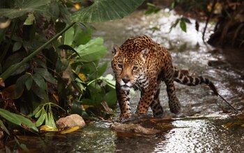 Crédito: Gerardo Ceballos/UNAM