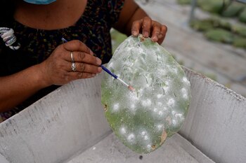 Las propiedades del nopal cuentan
