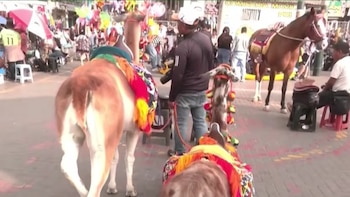 Rescatan a tres llamas de Gamarra tras denuncia por presunto maltrato: cobraban S/10 por fotografías en los alrededores del parque Cánepa