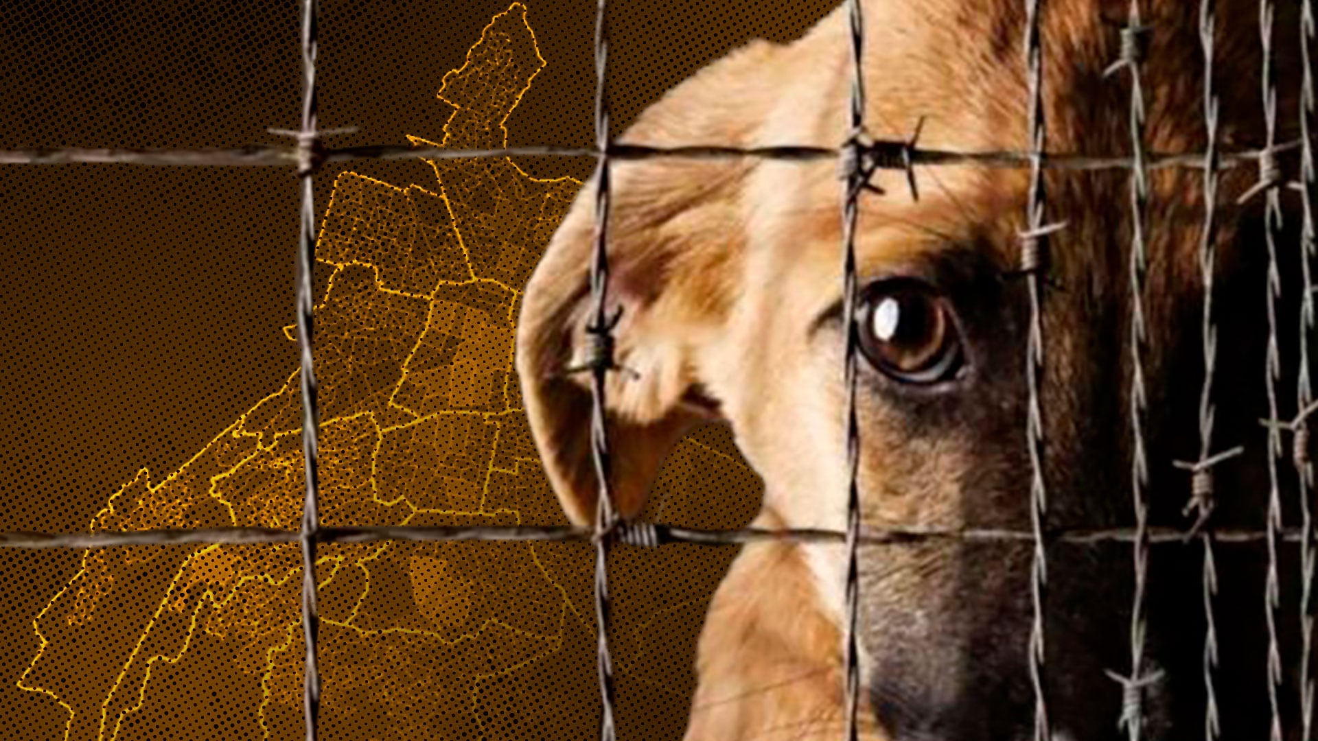 Maltrato animal en la CDMX: estas son las 15 colonias con más denuncias ante la PAOT