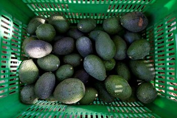 Ambientalistas esperan que la queja