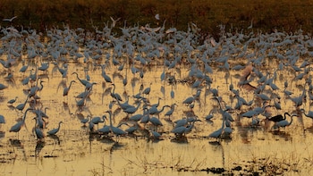 Avistaje de aves: dónde se