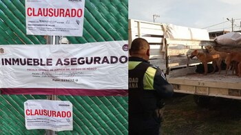 En la perrera los animales