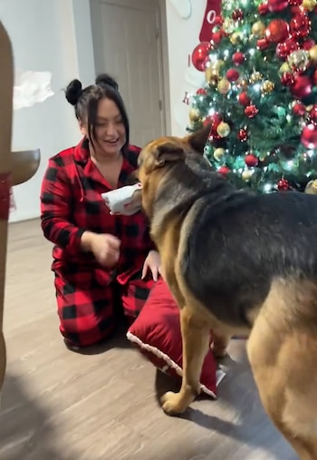 El perro olfatea y explora