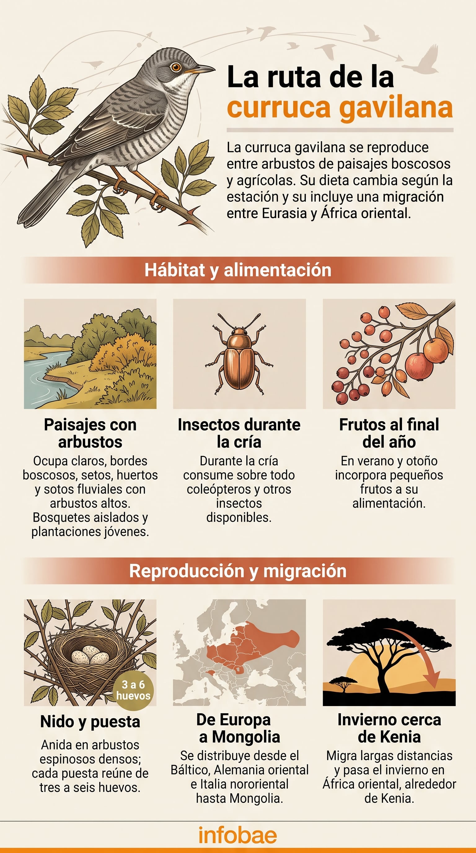 El hallazgo de una curruca gavilana en un parque asturiano desató el desplazamiento de observadores llegados desde distintas regiones españolas, algunos en el mismo día. (Imagen Ilustrativa Infobae)