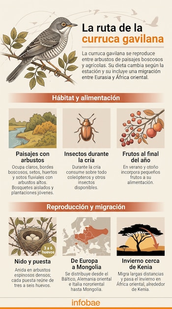 Infografía con ilustraciones de una curruca gavilana, un paisaje fluvial, un escarabajo, frutos, un nido con huevos, un mapa y árboles de sabana.