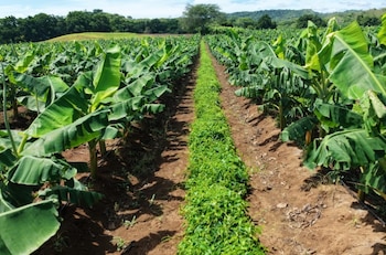 Proteger el suelo constituye una inversión directa para la seguridad hídrica y alimentaria del país. (Cortesía)