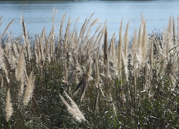Plumero argentino (Cortaderia selloana). (Diego Gallotti/iNaturalist CC BY-NC 4.0)