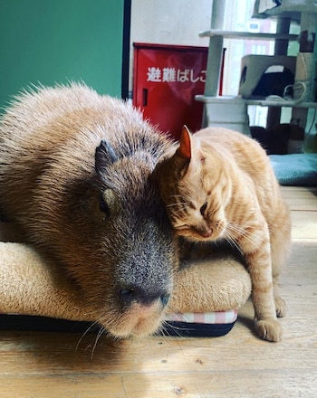 Dentro de la cafetería, es