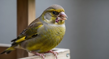 Primer plano de un verderón europeo con plumas erizadas y lesiones rojas alrededor del pico, posado sobre madera clara. Fondo neutro y borroso.