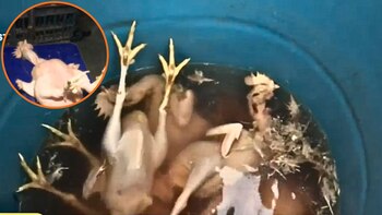 Pollos inflados con agua sucia