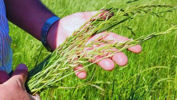 Un cultivo estratégico para el pastoreo