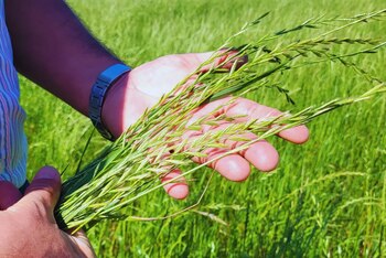 Cultivo de raigrás en la manos de un productor