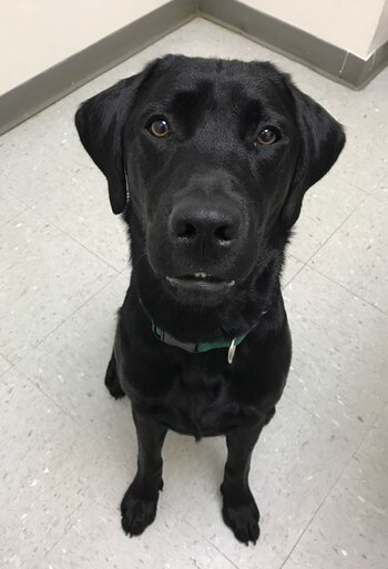 Él es Harry, el nuevo