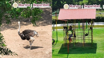 Animales exóticos en Tamaulipas