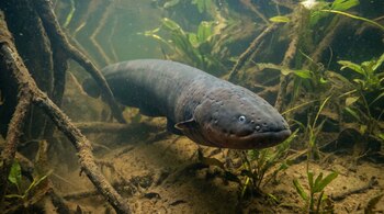 Una Electrophorus voltai de cuerpo alargado y oscuro nada en aguas turbias, rodeada de raíces de árboles y vegetación sumergida.