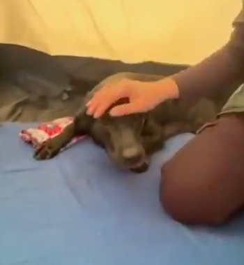 Las imágenes del rescate de Reina muestran cómo sacaron con vida a una mamá perruna y a sus diez crías - crédito @CarabinerosCol/X