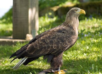 Conservacionistas celebran la cría de