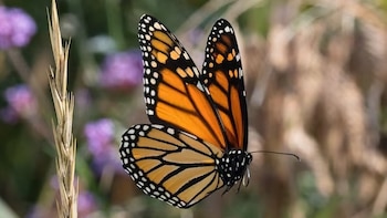 Científicos proponen un nuevo método para proteger a los insectos tropicales y cerrar vacíos de información