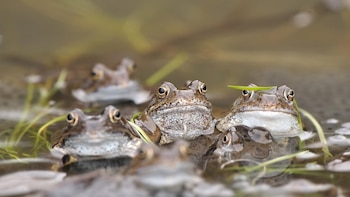 Los investigadores recomendaron priorizar la