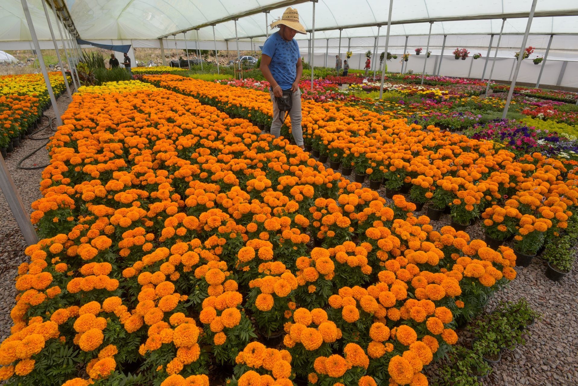 Mujer denunció presunto abuso sexual de su superior en un cultivo de flores: el hombre fue enviado a prisión Mujer denunció presunto abuso sexual de su superior en un cultivo de flores: el hombre fue enviado a prisión