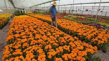 Mujer denunció presunto abuso sexual de su superior en un cultivo de flores: el hombre fue enviado a prisión