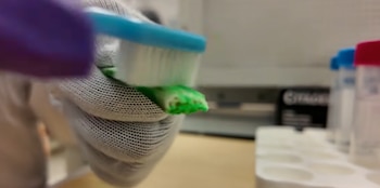 Una mano cubierta con un guante blanco sostiene un pequeño fragmento verde mientras lo limpia con un cepillo de dientes azul