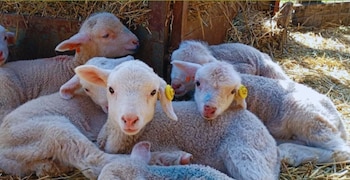 Esta raza de origen australiano