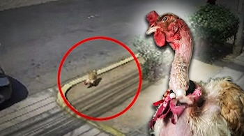 Una gallina con un lazo en primer plano junto a la captura de una cámara de vigilancia marcada con un círculo rojo.