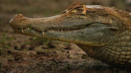 Safari en Colombia: así puede adentrarse en el mundo salvaje de los Llanos Orientales