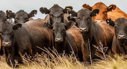 Financiar el salto ganadero: el desafío de conectar capital e inversión para que la carne argentina crezca
