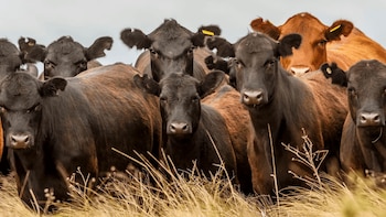 La ganadería se posiciona como
