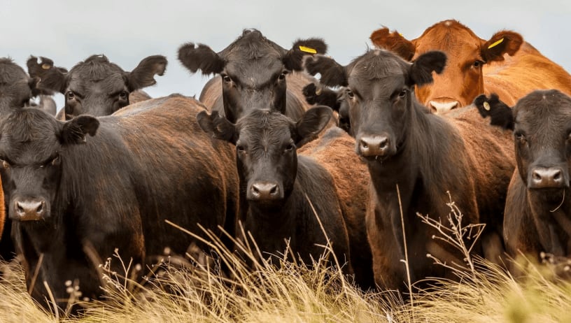 El nombre de Martín Lizaso Bilbao está indisolublemente ligado a la raza Angus, pero también a la evolución de la ganadería argentina (Asociación Argentina de Angus)