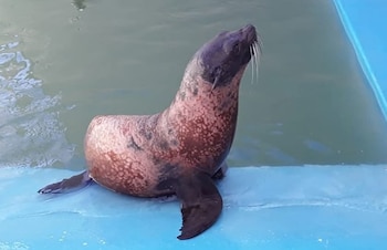 El destino de los pingüinos y lobos marinos del Aquarium Mar del Plata depende de la resolución judicial del Juzgado Nacional en lo Comercial Nº 20