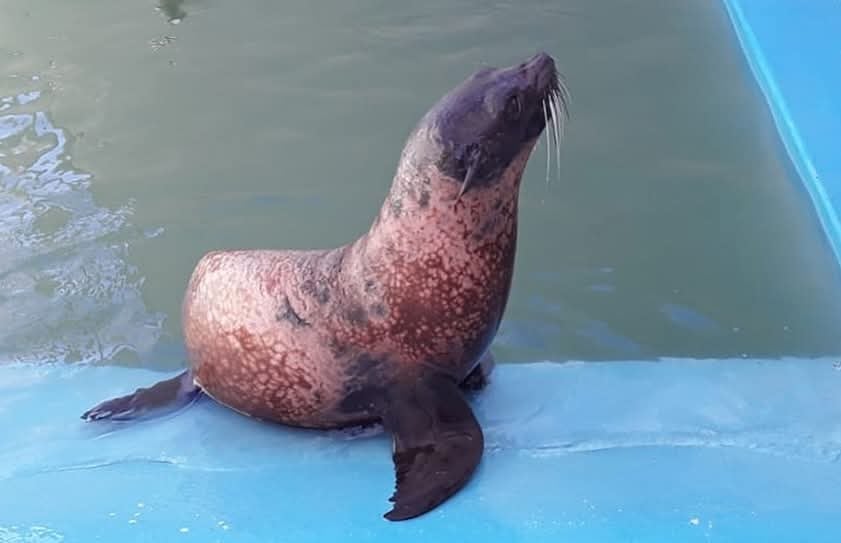 El destino de los pingüinos y lobos marinos del Aquarium Mar del Plata depende de la resolución judicial del Juzgado Nacional en lo Comercial Nº 20