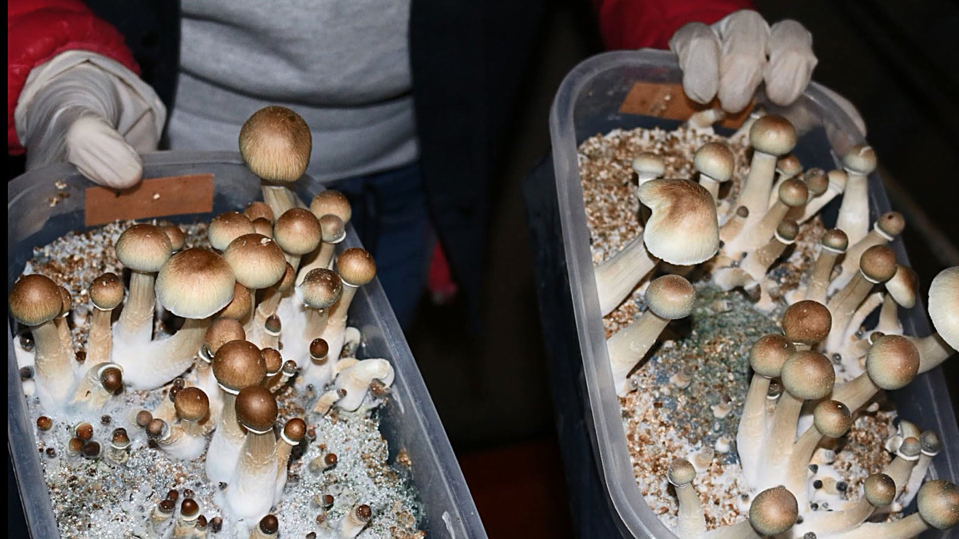 Mayo de 2016: los hongos psilocibe hallados por la PFA en Castelar