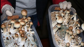 Mayo de 2016: los hongos psilocibe hallados por la PFA en Castelar