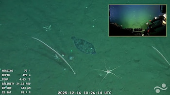 Una de las primeras imágenes