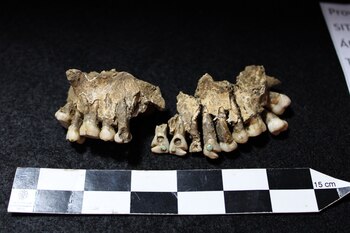 La "Señora SAS" podría tratarse